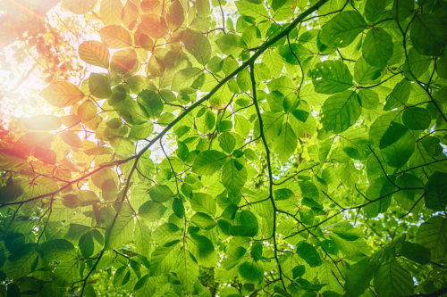 Blick von unten auf das dichte Blätterdach einer Hainbuche. Lichtreflexionen dringen aus der oberen linken Ecke zwischen den Blättern hindurch. Foto: AdobeStock_Polarpx