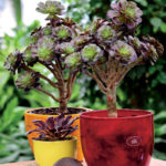 Rosetten-Dickblatt (Aeonium arboreum)