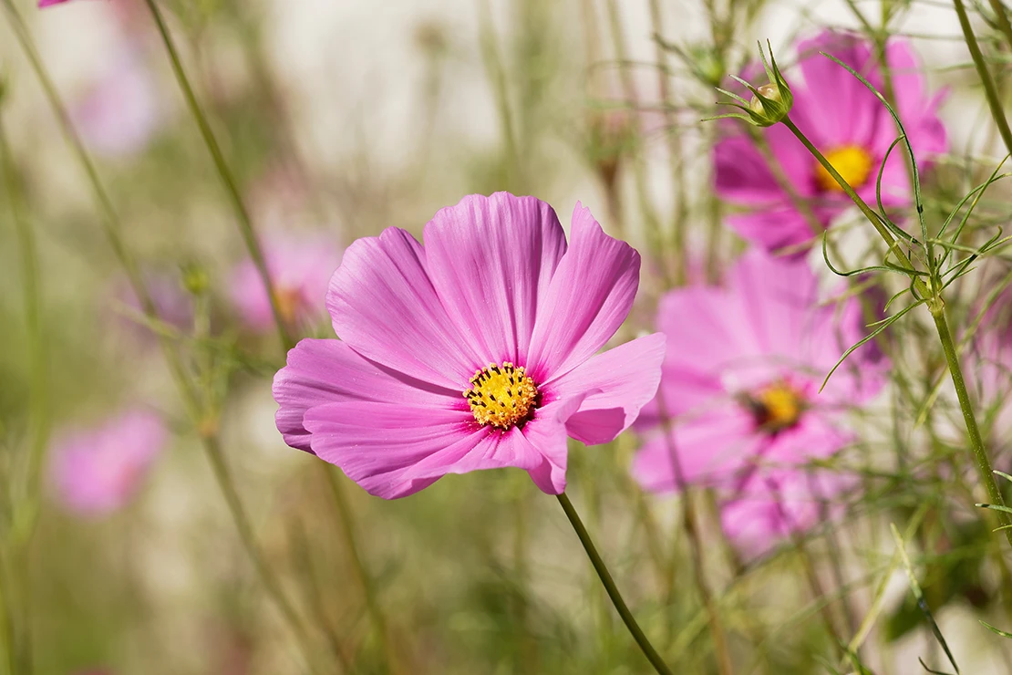 Drei pinke Blüten einer Cosmea in der Nahaufnahme. [Foto: AdobeStock_Marc]