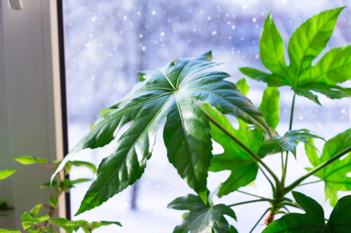 Zimmerpflanzen im Winter: Das Bild zeigt eine Zimmerpflanze mit großen, glänzend grünen, handförmig gelappten Blättern vor einem Fenster. Draußen, beim Blick durch das Fenster, ist eine winterliche Szene mit Schnee und fallenden Schneeflocken zu sehen.