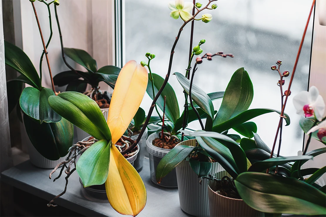 Zimmerpflanzen im Winter: Das Bild zeigt eine Sammlung von Orchideen auf einer Fensterbank in einem Innenraum. Die Pflanzen befinden sich in hellen durchsichtigen Töpfen. Eine der Orchideen hat zwei gelb verfärbte Blätter. Die Orchideen tragen Knospen und Blüten in Weiß und Rosa. Durch das Fenster im Hintergrund ist schneebedeckte Landschaft zu erkennen.