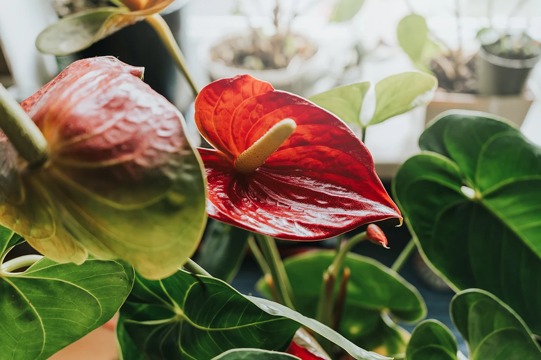 Das Bild zeigt eine blühende Flamingoblume mit einem roten Hochblatt und gelbem Staubgefäß. Im Hintergrund sind verschwommen kleinere Topfpflanzen zu erkennen.