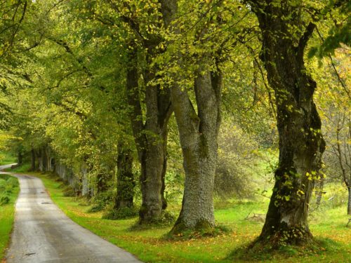 Allee Deutschland