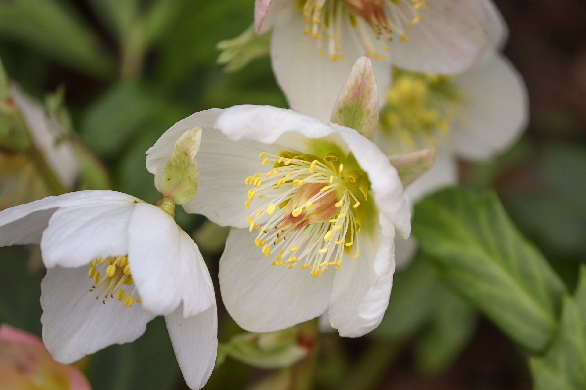 Frühblühende Anemonen | GartenFlora