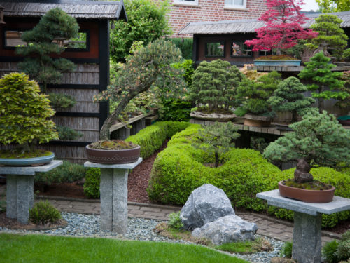 Bonsai Garten Gestaltung Bonsaigartner Gartenflora