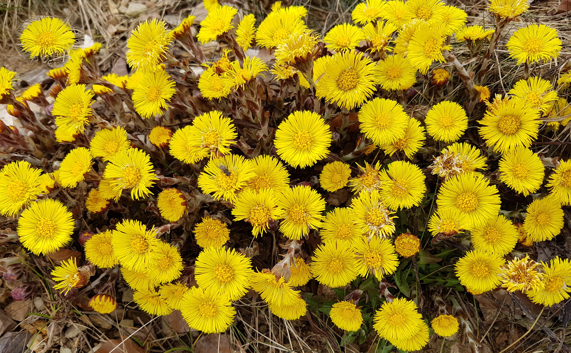 Huflattich Der gelbe Korbblütler im Portrait GartenFlora