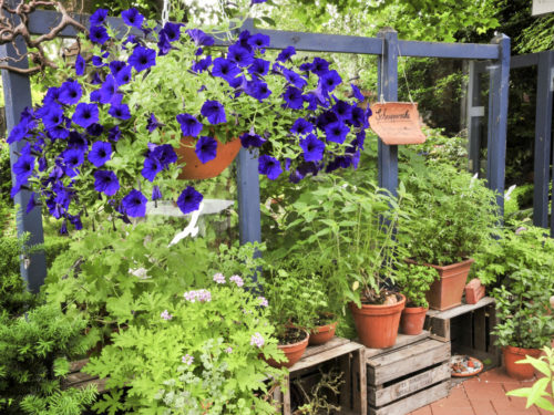 Pflanzen Fur Jeden Balkon Balkongrosse Balkonlage Und Jahreszeiten Gartenflora