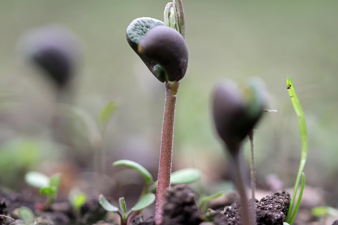 Sprießende Keimlinge auf einem Beet in der Nahaufnahme. Foto: AdobeStock_TwilightArtPictures