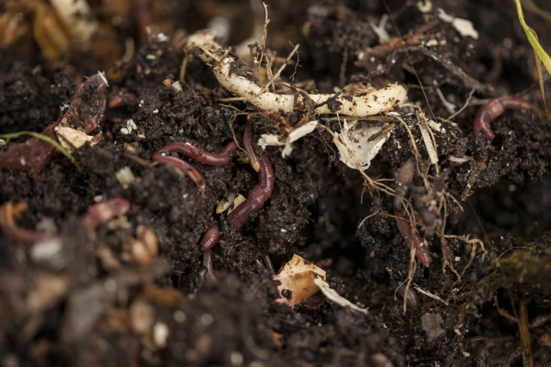 Bodenverbesserung Herbst: Regenwürmer in der Erde. Foto: AdobeStock_jbphotographylt