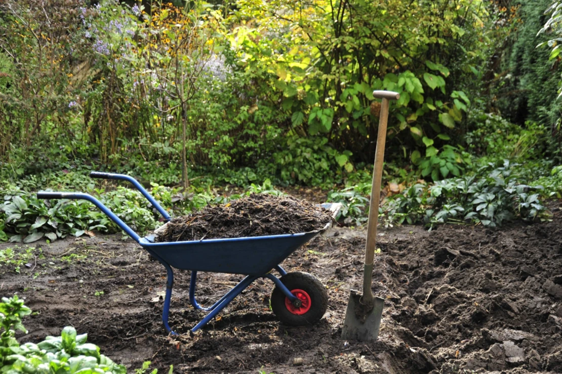 Bodenverbesserung Herbst: Eine mit Kompost beladene Schubkarre steht auf einem Beet imGarten. Ringsum wachsen grüne Büsche. Rechts neben der Schubkarre steckt ein Spaten in der Erde. Foto: GF/Christian Gehler