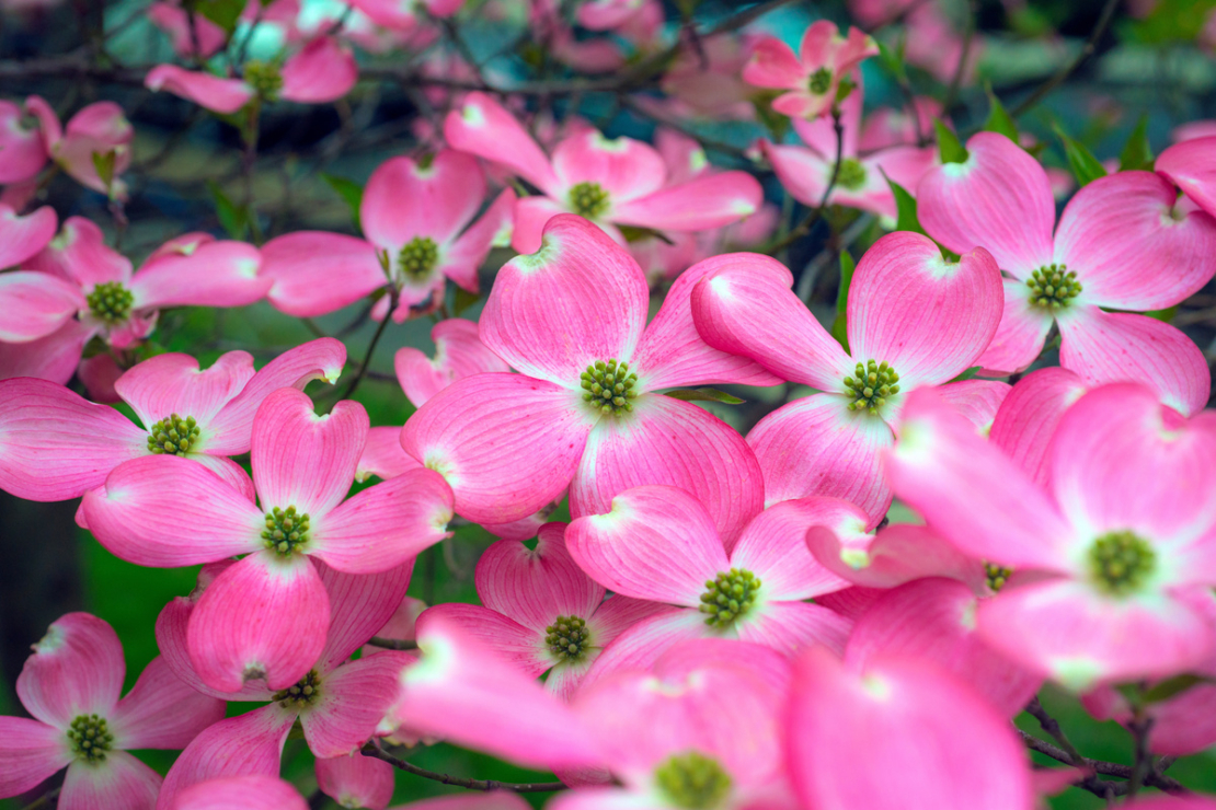 Hartriegel mit pinkfarbenen Blüten. Foto: AdobeStock_halitomercamci]