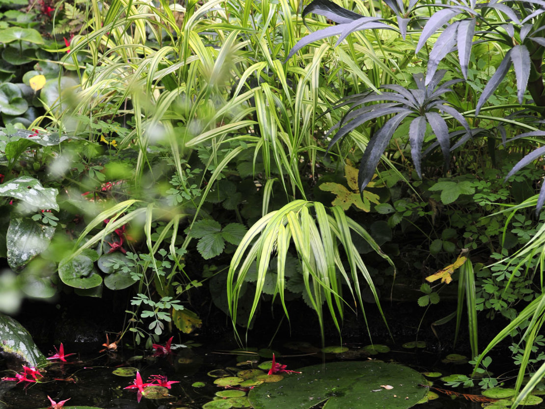 Ziergraser Grazile Vielfalt Und Anmutige Staudenpartner Gartenflora