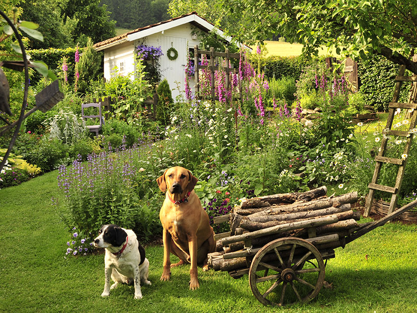 Schöner Garten trotz Hund, aber wie? GartenFlora