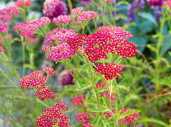 Schafgarbe Vielseitige Staude Furs Ganze Jahr Gartenflora