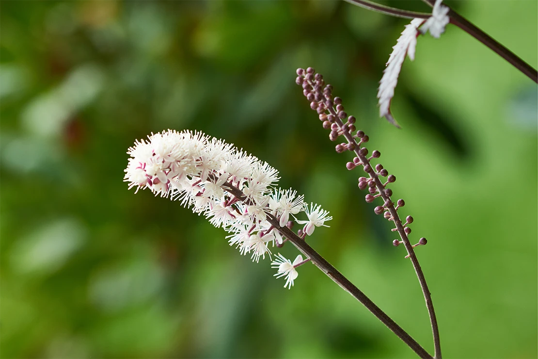 Blütenstand einer Oktober-Silberkerze vor grünem, unscharfem Hintergrund. [Foto: AdobeStock_Karin Jähne]