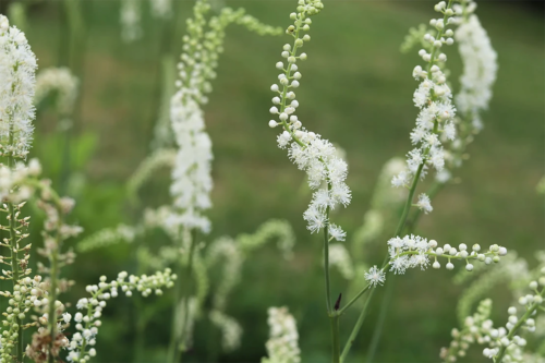 Zu sehen sind weiße Blüten der Silberkerze an hohen, schlanken Stängeln. Die Blüten sind klein und in flauschigen, federartigen Büscheln angeordnet. Das Grün der Wiese im Bildhintergrund ist unscharf. [Foto: AdobeStock_Katarzyna]