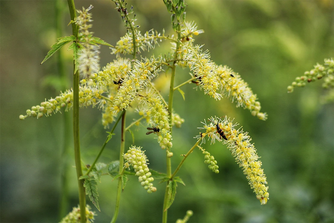 Weiß-gelbliche Blüten der Silberkerze mit langen, filigranen Blütenständen. Mehrere Insekten sind auf den Blüten zu sehen, während der Hintergrund verschwommen ist. [Foto: AdobeStock_Katarzyna]