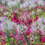 Verschiedenfarbige Spinnenblumen. Foto: AdobeStock_alohapatty