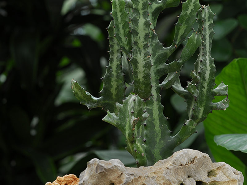 Die Wolfsmilch Eine Pflanze Die Es In Sich Hat Gartenflora