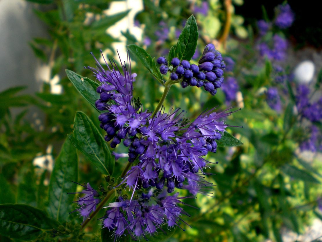 Bienen Und Hummeln Helfen Mit Spatbluhenden Geholzen Gartenflora