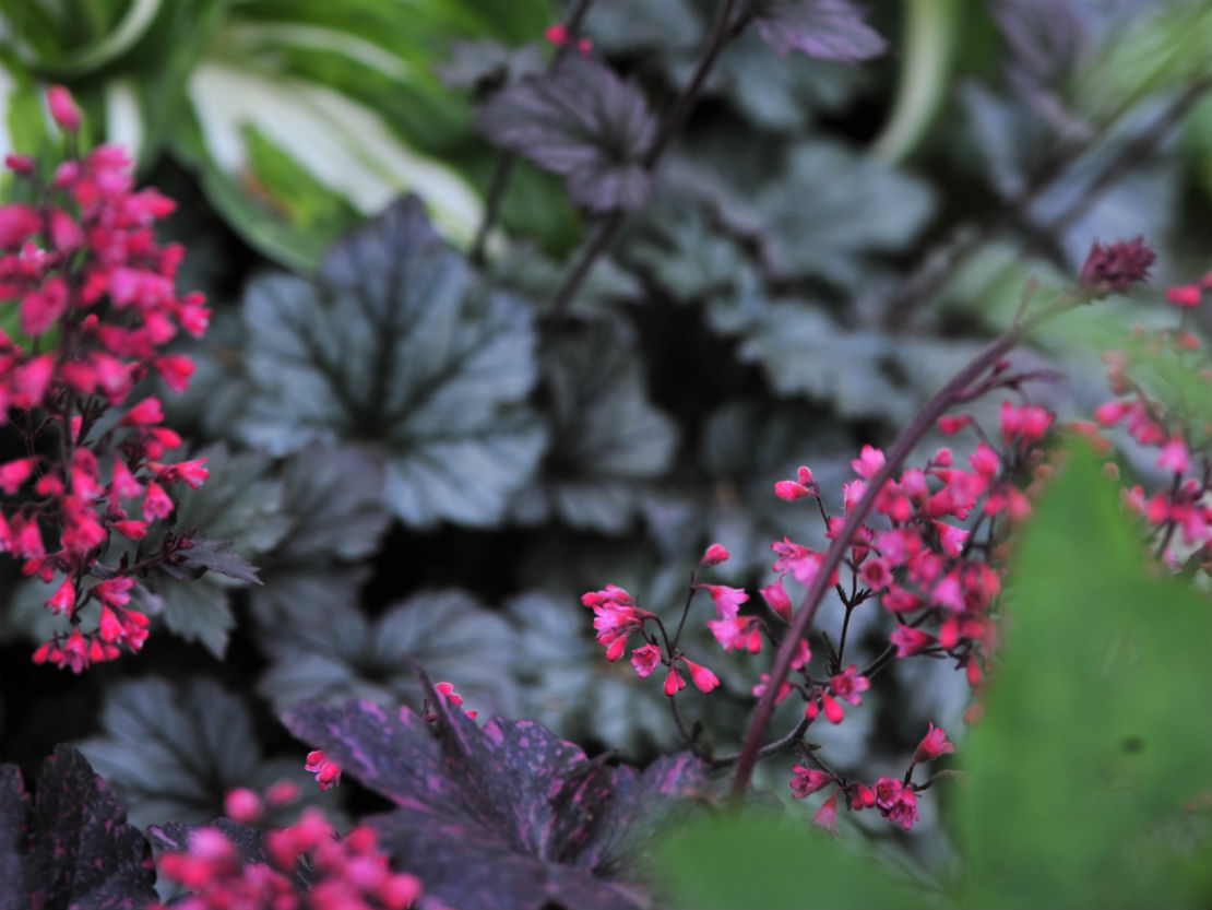 Purpurglockchen Die Schonheit Der Heuchera Gartenflora