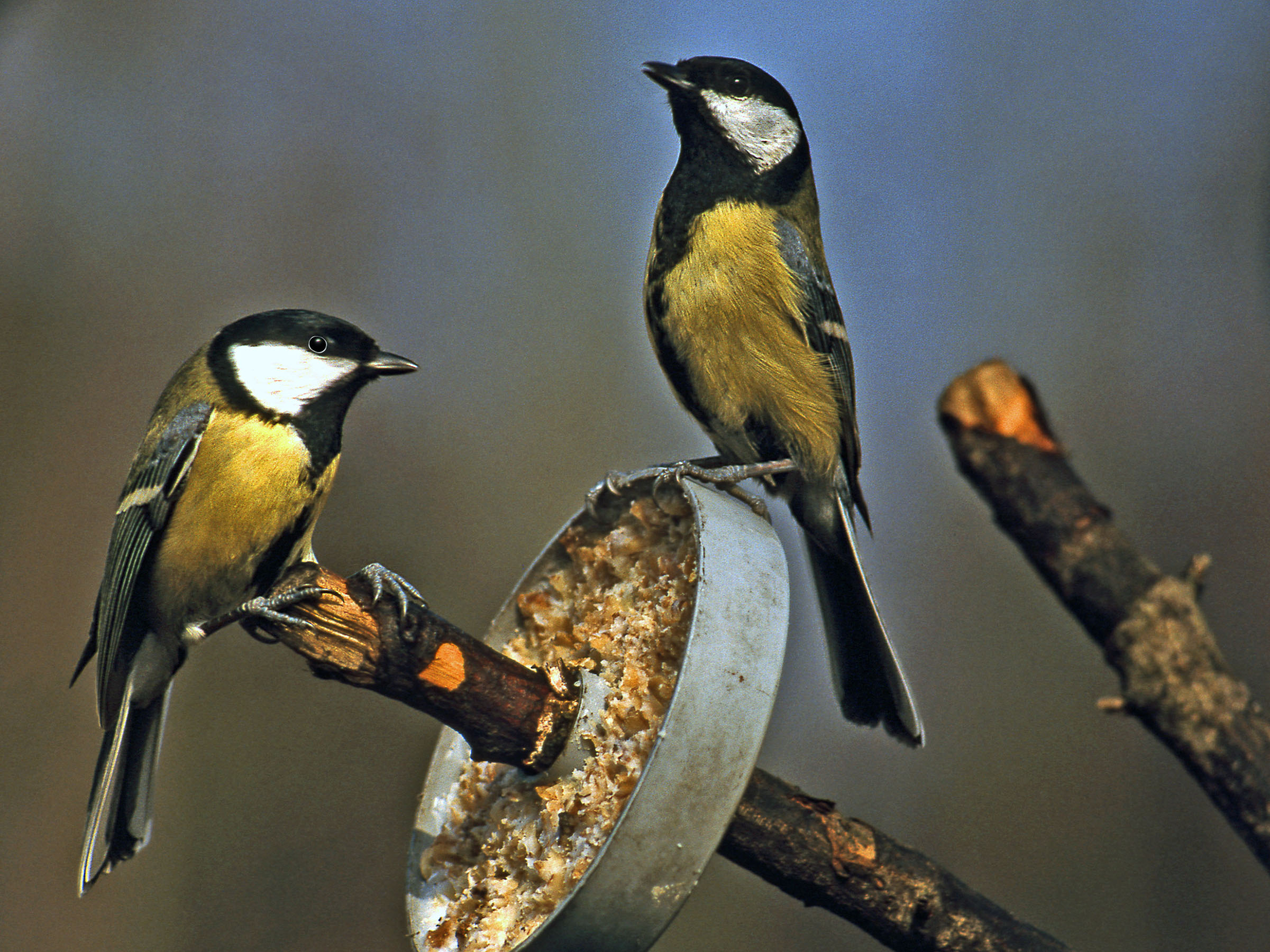 Vogel Bild Heimische Vogel Waldvogel