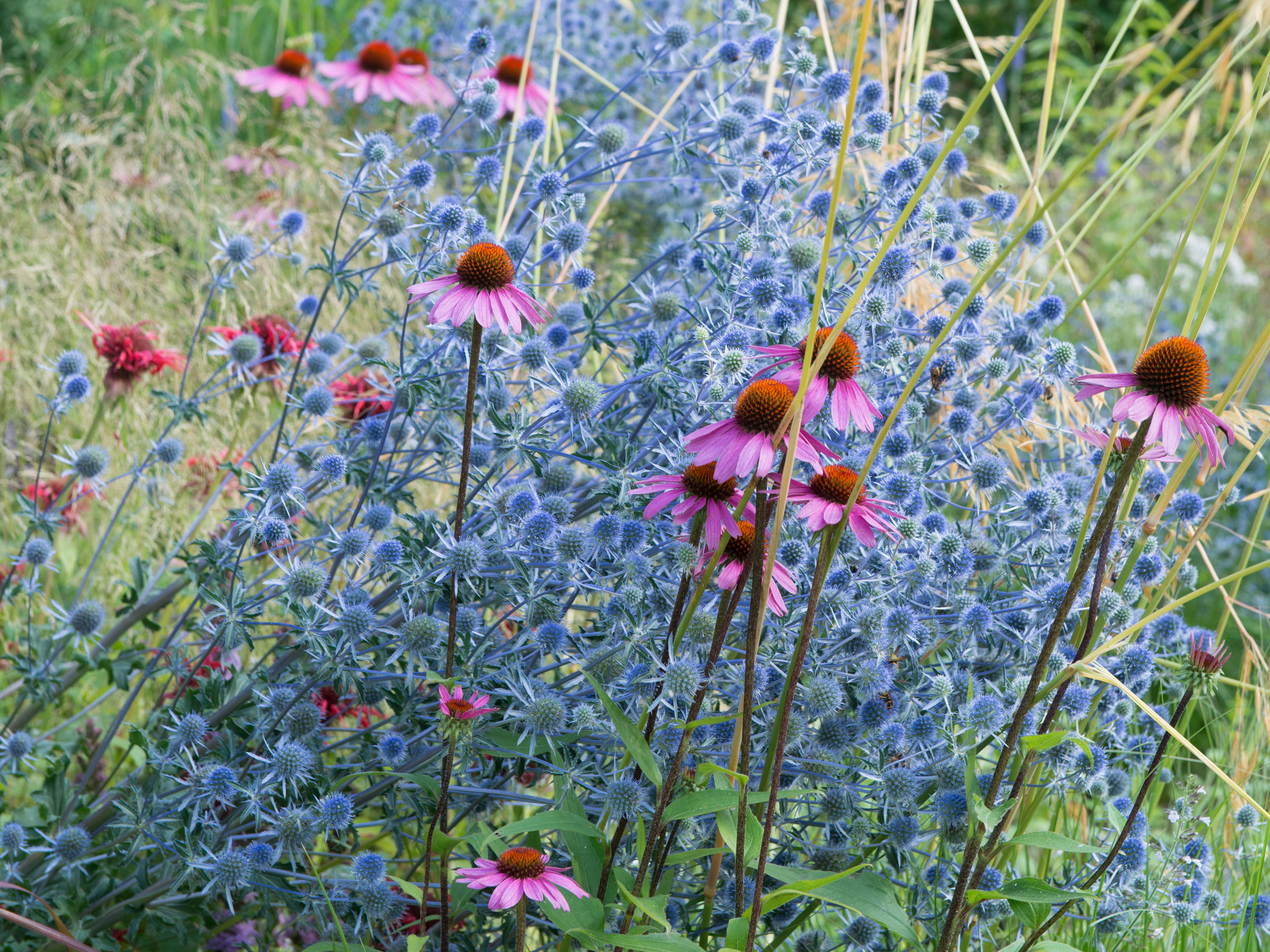 Stauden Fur Bienen Und Schmetterlinge Gartenflora