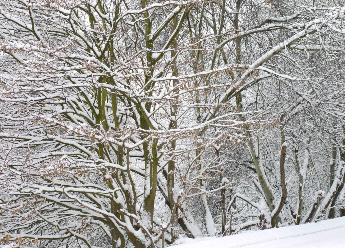 Garten im Januar Was jetzt im Ziergarten zu tun ist