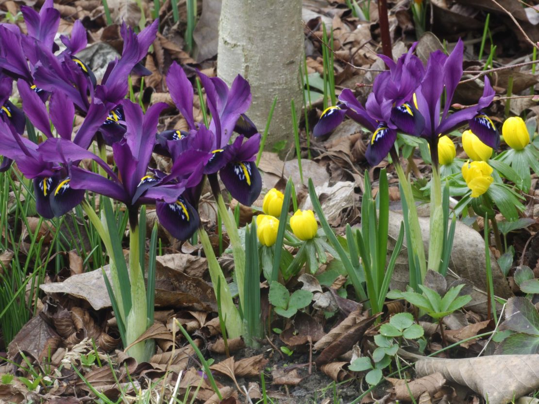 Tipps Fur Den Garten Im Februar Gartenflora