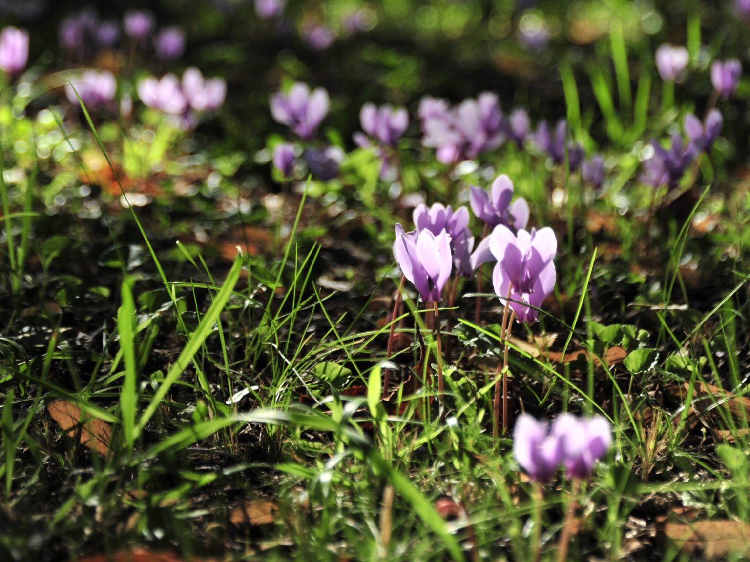 VorfrühlingsAlpenveilchen Cyclamen für den Garten