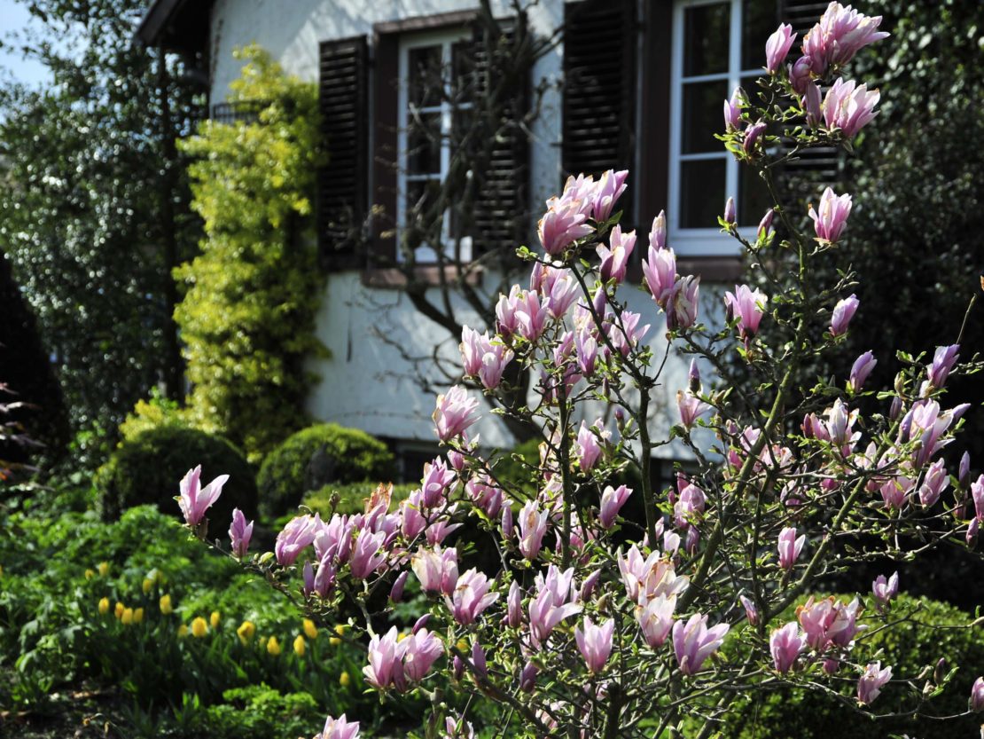 Standort Für Magnolien