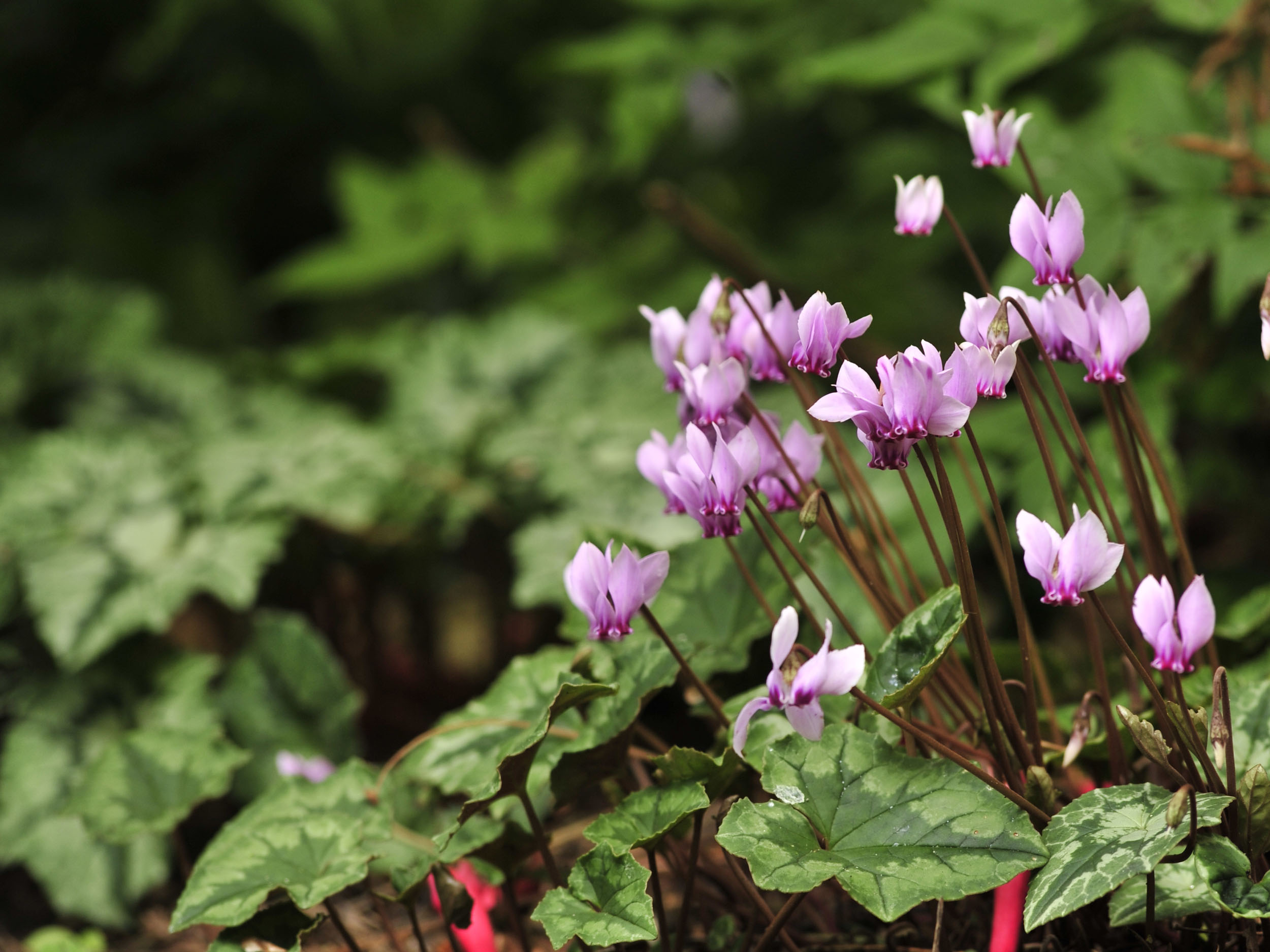 VorfrühlingsAlpenveilchen Cyclamen für den Garten