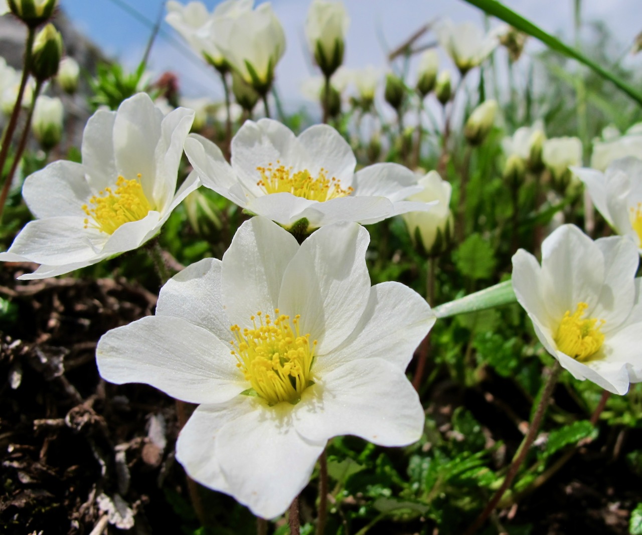 Silberwurz blütenreicher Bodendecker GartenFlora