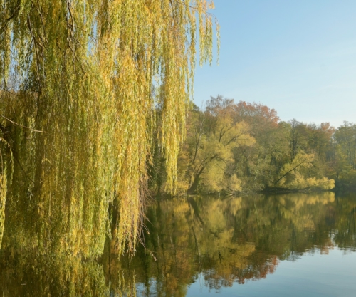 Trauerweide ein malerischer Baum GartenFlora