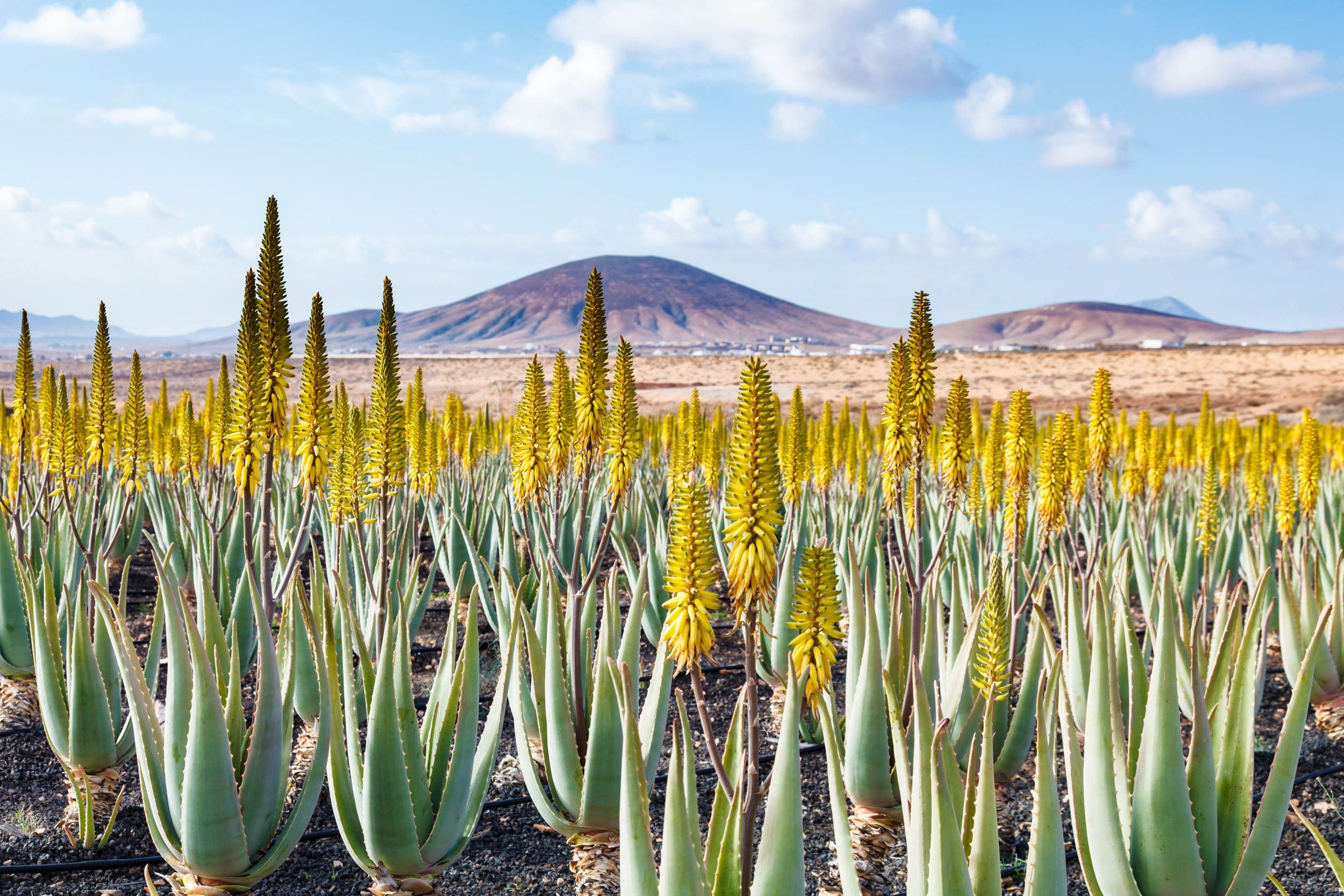 Aloe vera Pflanze: Wüstenpflanze mit Heilwirkung | GartenFlora