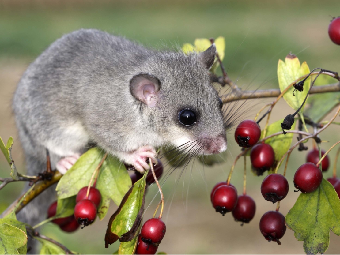 Siebenschläfer kleiner Nager mit großem Appetit