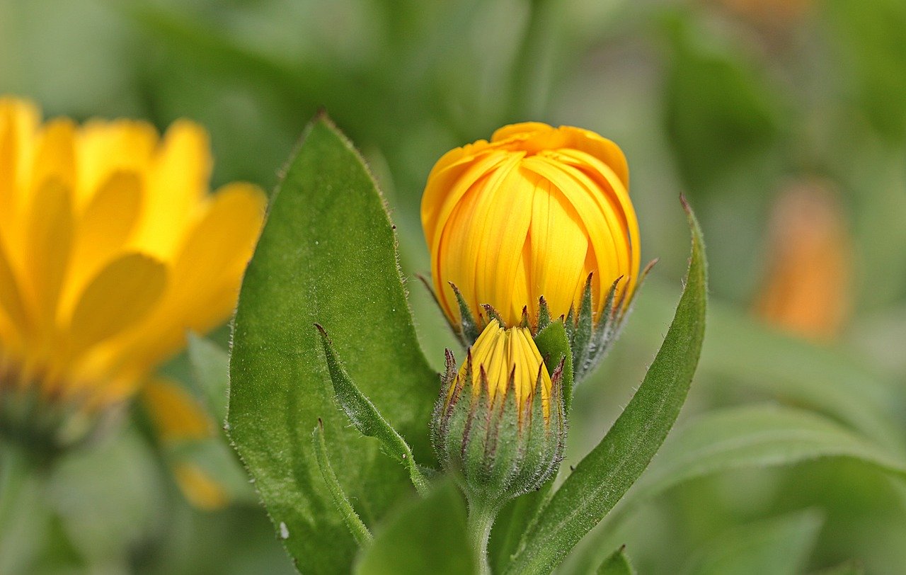 Ringelblume: Heilpflanze, Blühschönheit Und Mehr | GartenFlora