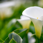 Weiße Trichterblüte an Calla. Foto: AdobeStock_linjerry