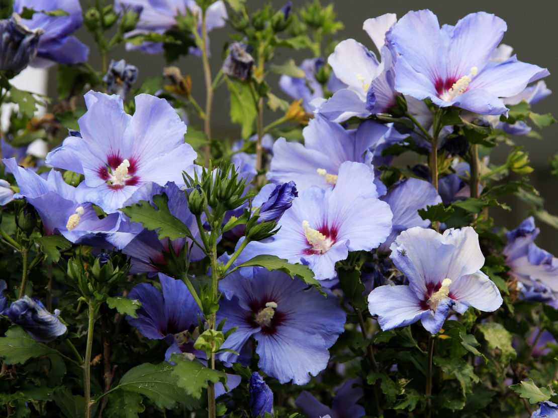 Hibiskus schneiden für gesunde und blühfreudige Sträucher