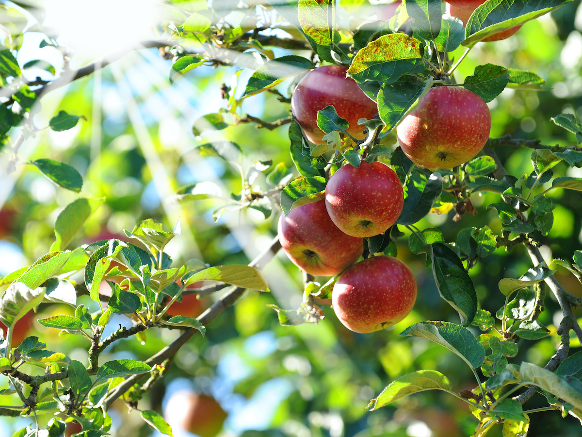 Hausbaum Apfelbaum: Der Ideale Hochstamm | GartenFlora