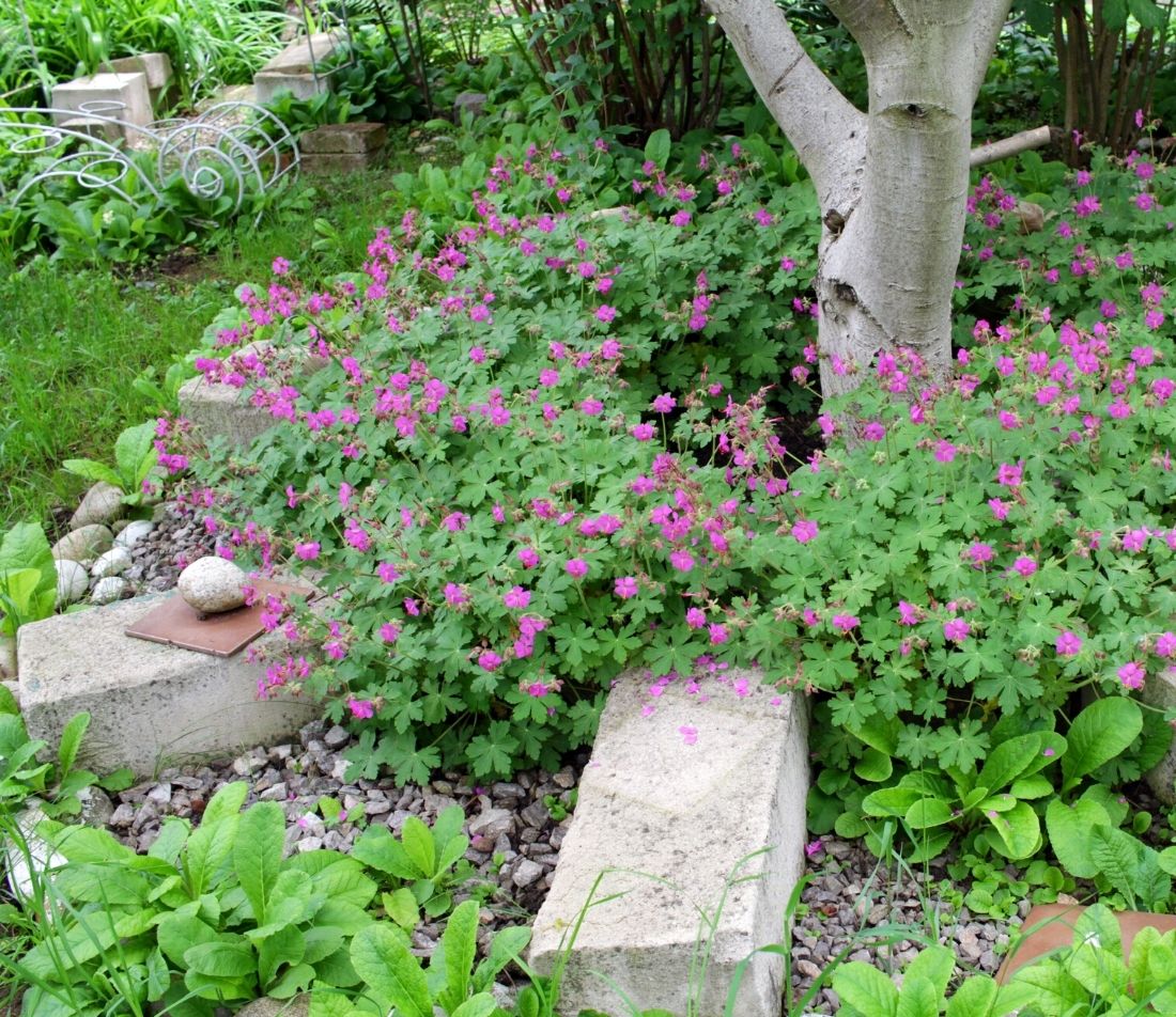 Stauden für den Schatten Blatt und Blüte unter Bäumen