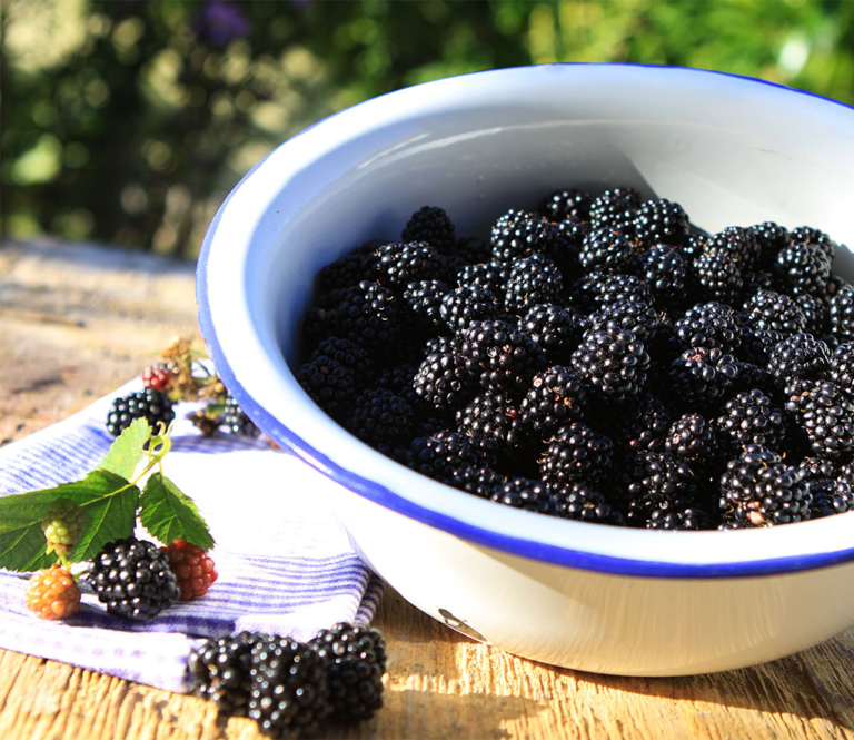 Beeren einkochen Genuss fürs Glas GartenFlora