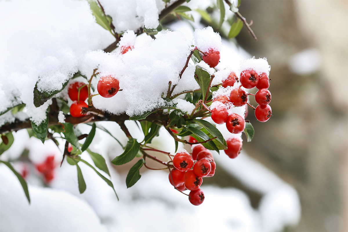 Garten im Dezember Was noch getan werden kann GartenFlora