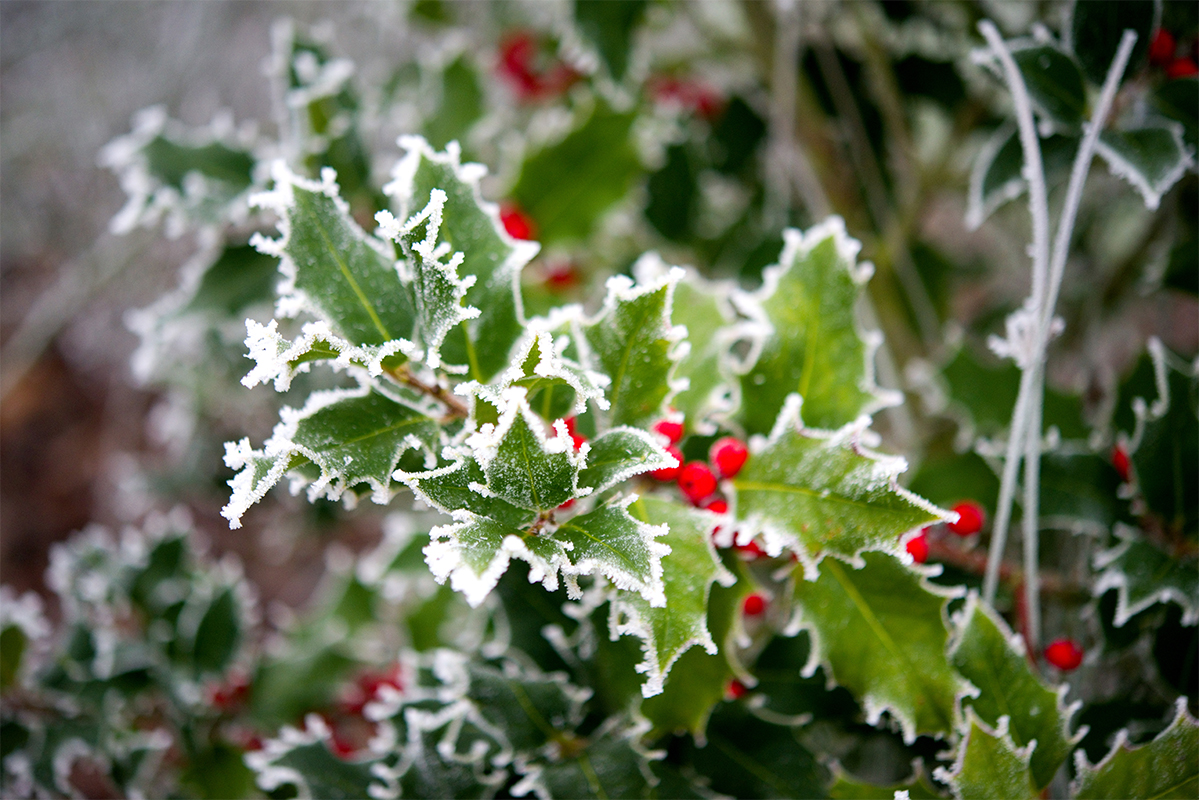 Ilex Sorten Bilder: Entdecke die Magie des Zeichnens!