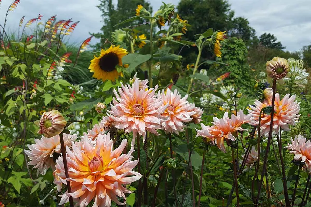 Dahlien in einem Beet neben Sonnenblumen [Foto: AdobeStock_Doris Gräf]