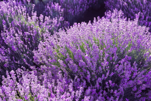 Wenn Sie Lavendel pflanzen – wie hier in einem Beet – gibt es ein paar Dinge zu beachten. [Foto: AdobeStock_New Africa]