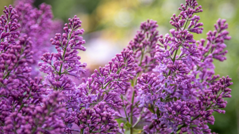 Pinke Blütenrispen eines Flieders in der Nahaufnahme. Foto: AdobeStock_Alla