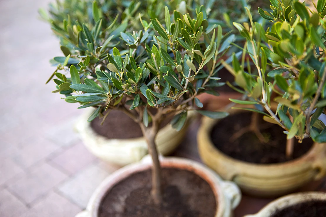 Kübelpflanzen umtopfen: Kleine Olivenbäumchen in flachen Terracottagefäßen stehen auf einem hellen, gepflasterten Boden, von oben fotografiert. Foto: AdobeStock_Redzen