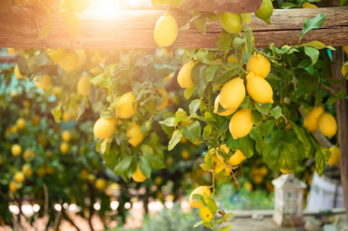 Zitruspflanzen pflegen und im Garten oder auf der Terrasse – hier an einer Pergola – kultivieren [Foto: AdobeStock_Maresol]