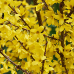 Forsythie – gelbe Blüten am Strauch in der Nahaufnahme. Foto: AdobeStock_Marc
